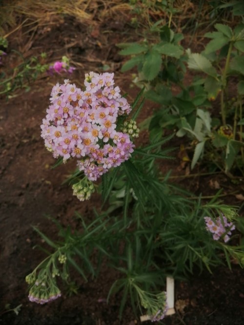 Тысячелистник японский