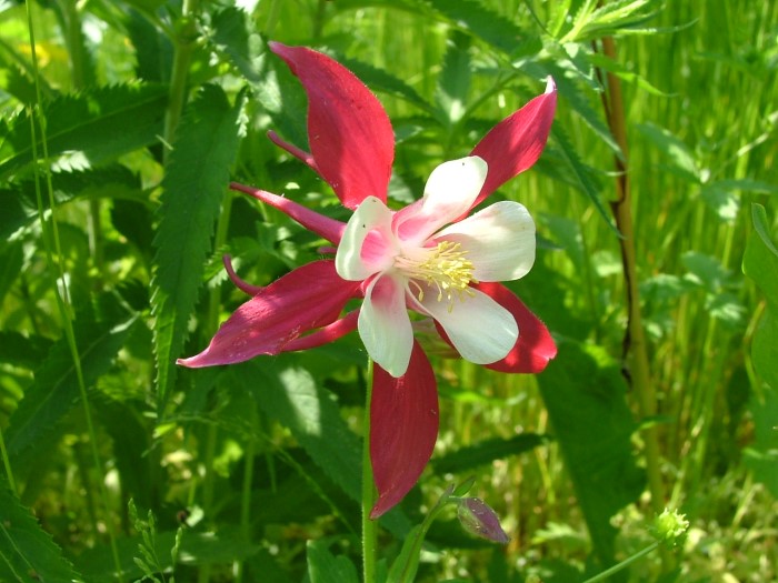 Аквилегия  Crimson  Star