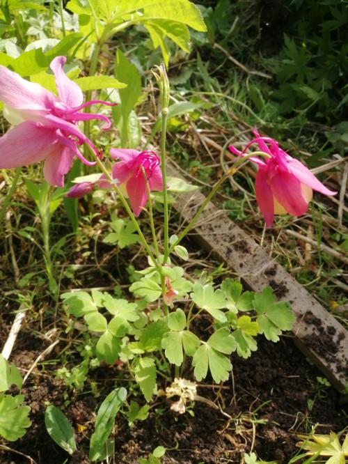 Аквилегия курильская Rosea