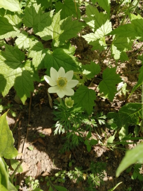 Анемона litophylla