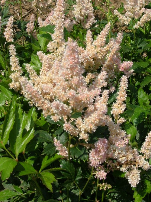 Астильба японская "Peach Blossom"