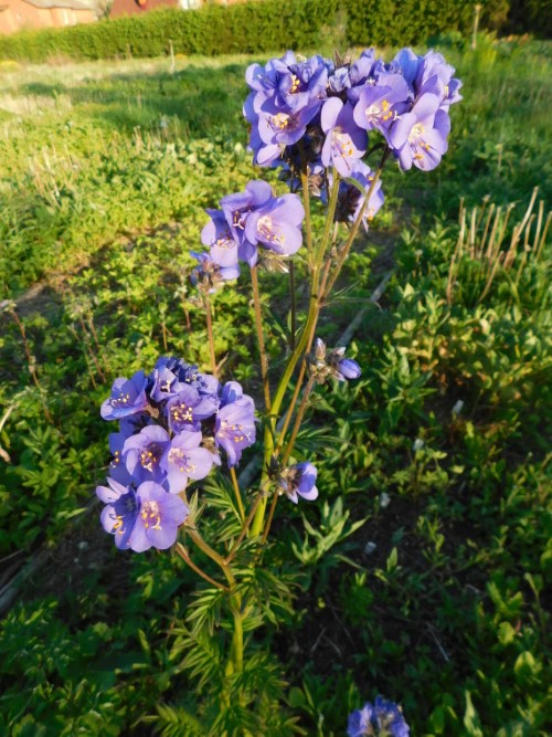 Синюха "Purple Rein"