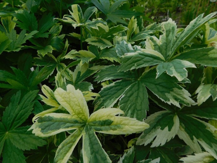 Астранция "Variegata"