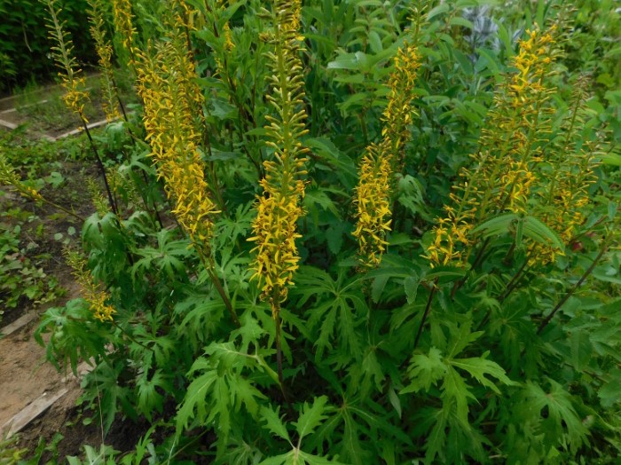 Бузульник qiaojiaensis 