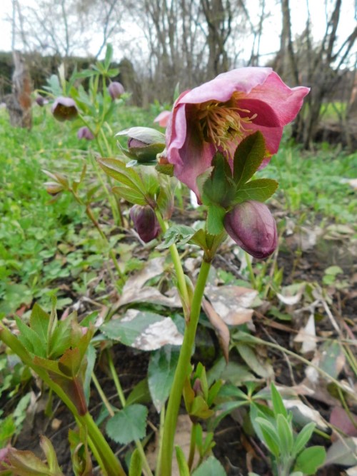 Морозник восточный Spring Thender 