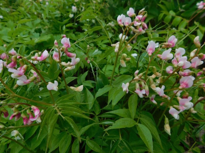Оробус (Сочевичник) весенний Rosea