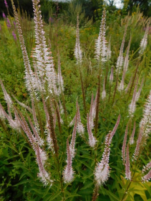 Вероникаструм виргинский  Pink Glow