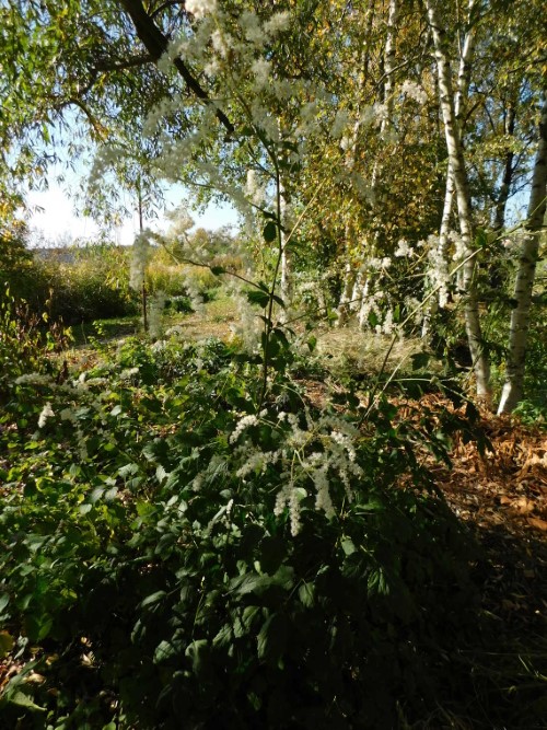 Клопогон даурский