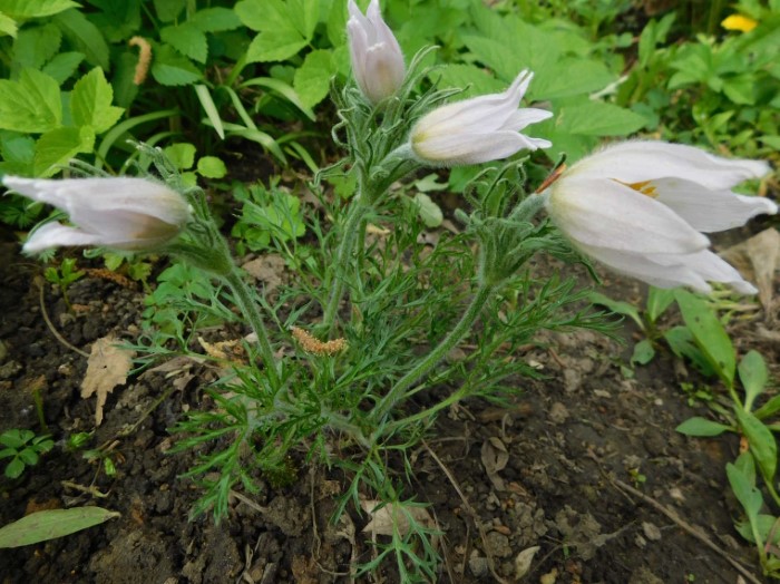 Прострел большой