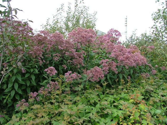 Посконник точечный "Purple Blush"