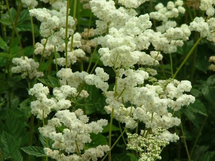 Филипендула (Лабазник/Таволга) "Floropleno"