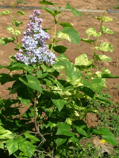 Сирень обыкновенная "Aicubofolia"