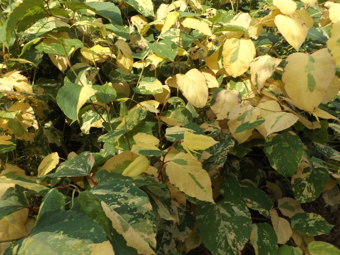 Горец сахалинский "Variegata"